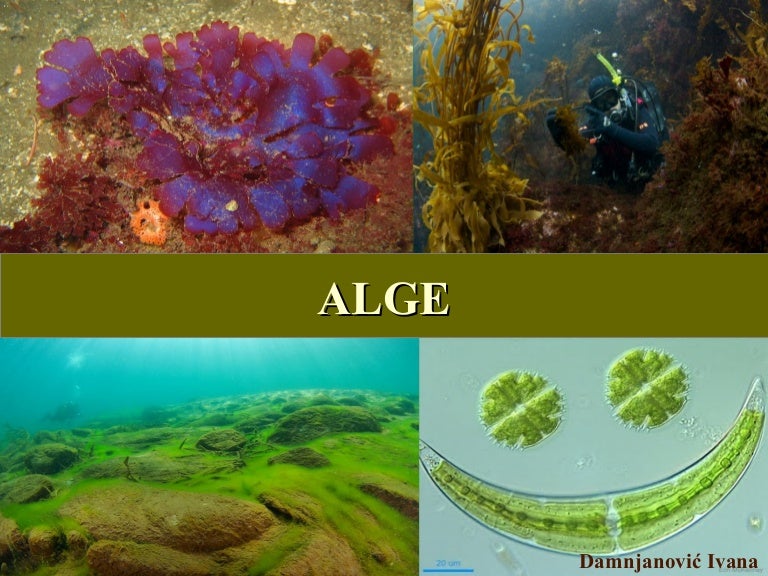 Alge