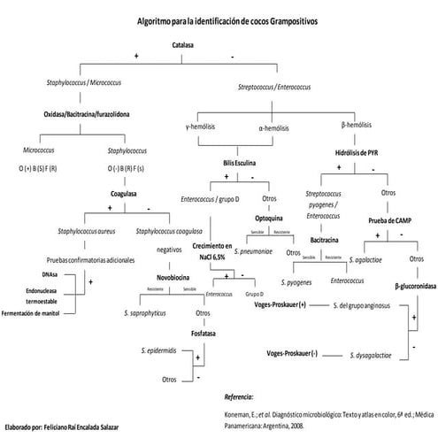 Algoritmo para la identificación de cocos gramspositivos