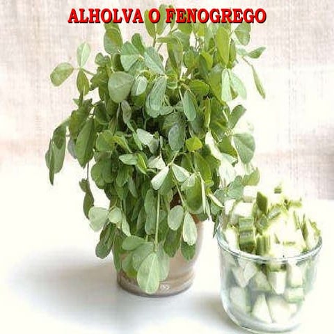 Alhova o Fenogreco