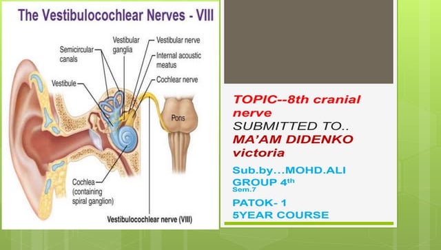 Vestibular Nerve Anatomy