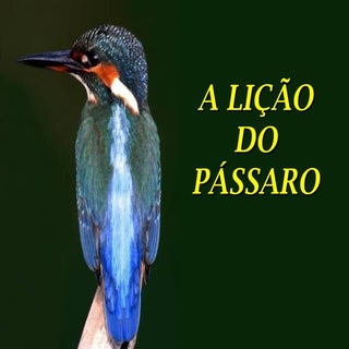 A lição do pássaro