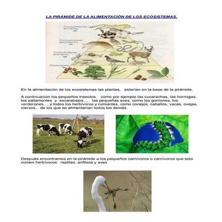 Alimentacion de los ecosistemas