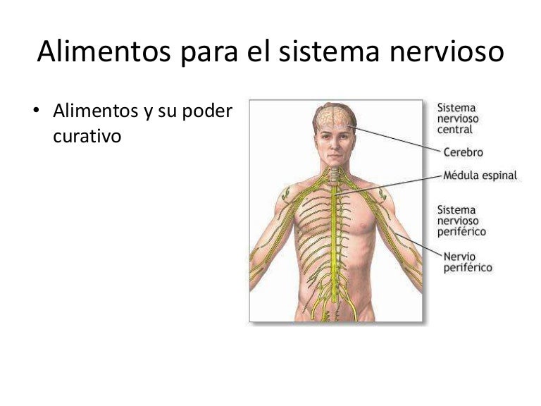 alimentación para el sistema nervioso alimentación para el sistema nervioso