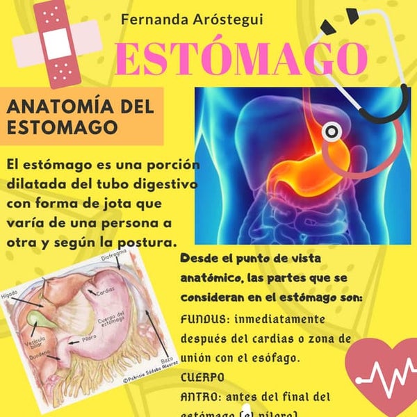 Matidez en la percusión abdominal normal y anormal