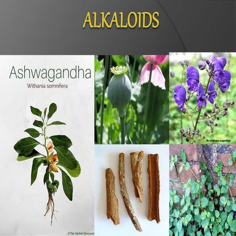 Alkaloids and its containng drugs secondary metabolities.ppt