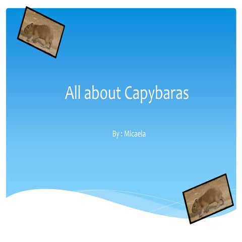 All about Capybaras