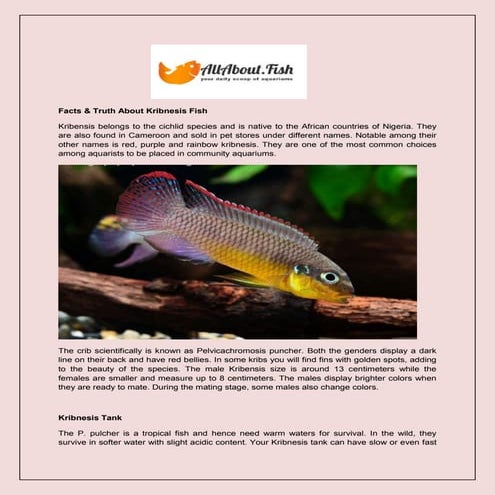 Angelfish | PPTX
