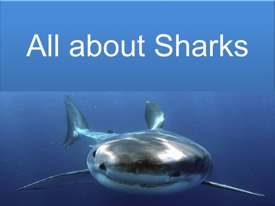 All About Sharks | PPTX
