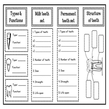All about teeth template.pdf