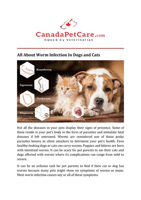 Types of Intestinal Worms In Dogs and Their Prevention | PPT - Dog Worm Infestation Prevention Tips