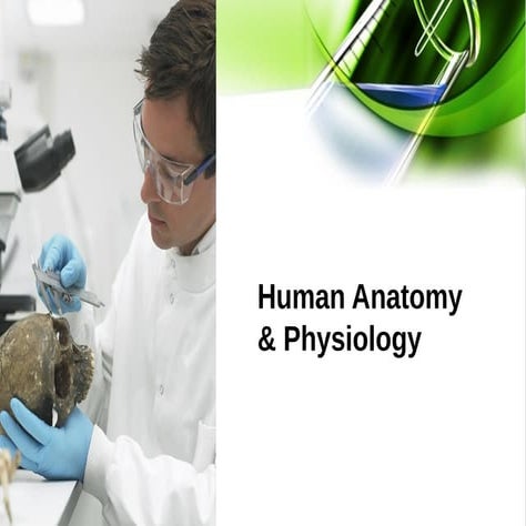 Human Anatomy and physiology | B.Pharm1stYear | HAP BP101 - DRx Deepak Jatav....