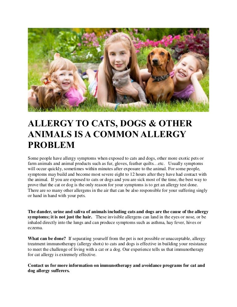 dog dander allergy treatment