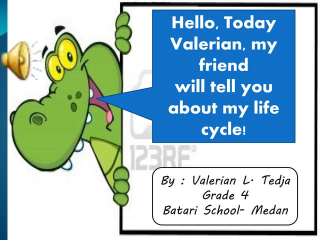 Life Cycle of Alligator For Elementary