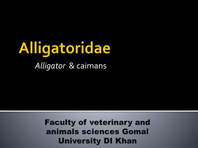 Alligatoridae, Alligator  & caimans