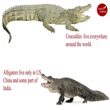 Alligator vs Crocodile | PPT