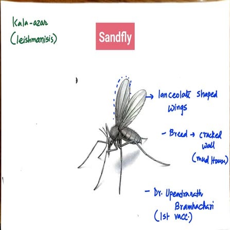 All spcies pictures(mosquito, tick, fly, lice)_250922_004347.pdf