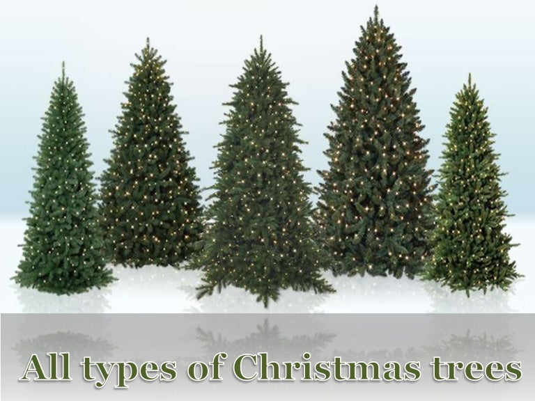 All types of christmas trees