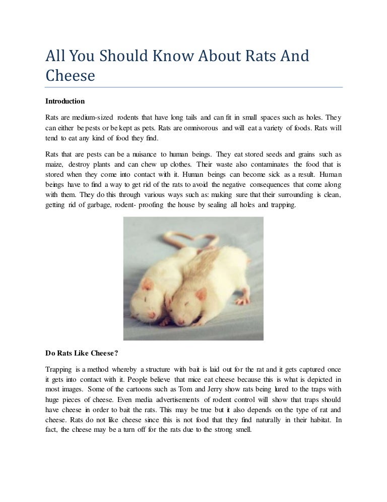 All you should know about rats and cheese