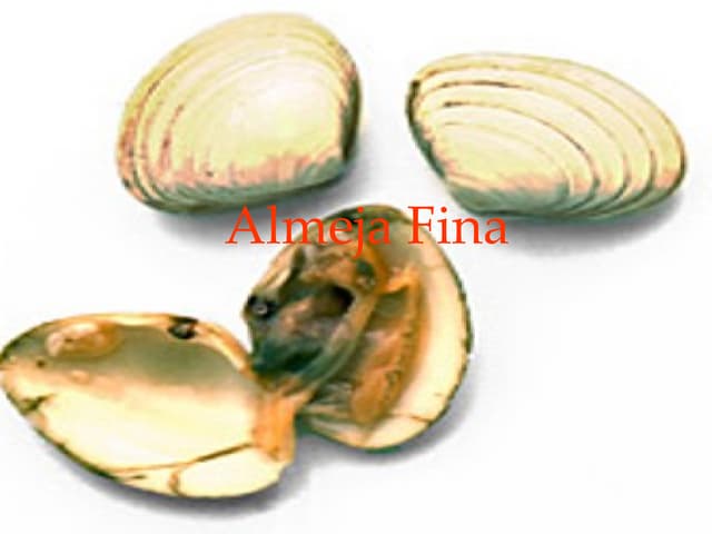 Almeja Fina1
