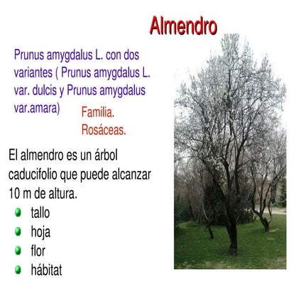 Almendro