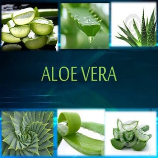 Aloe vera