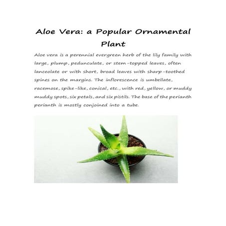 Aloe Vera a Popular Ornamental Plant.docx