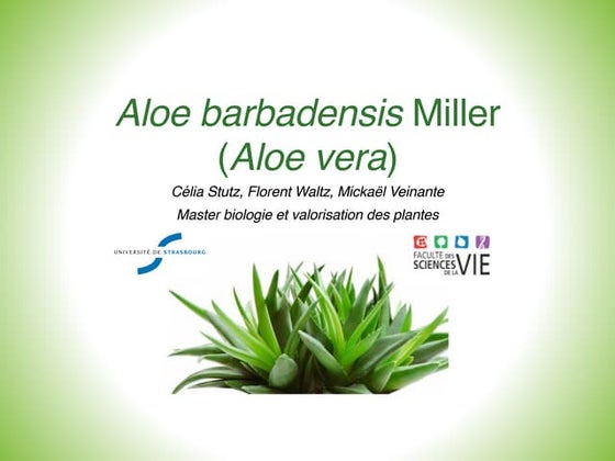 Resultado de imagen de Soothe the Pain and Get Rid of Herpes Labial with Aloe Vera's Healing Powers infografías