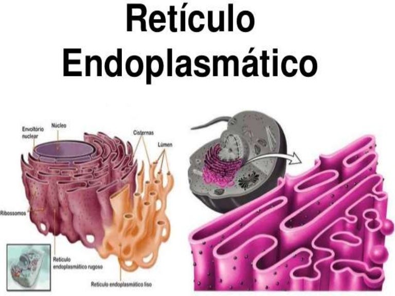 Para Que Sirve El Reticulo Endoplasmatico Rugoso