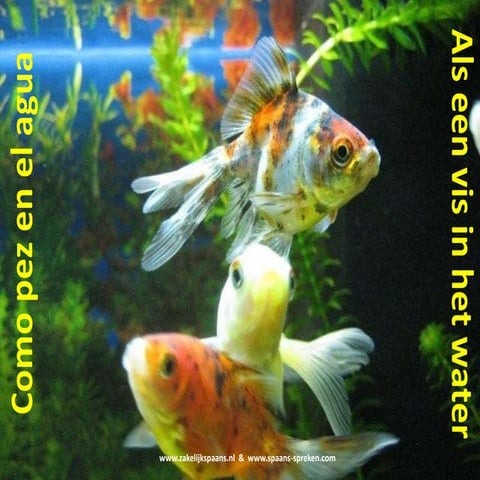 Als een vis in het water resumen