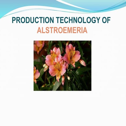 Alstroemeria