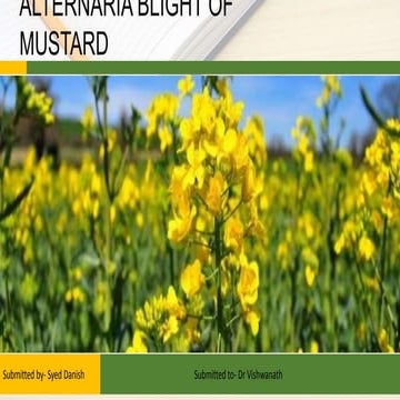 Alternaria Blight of mustard