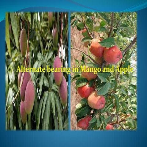 Alternate bearing in mango and apple