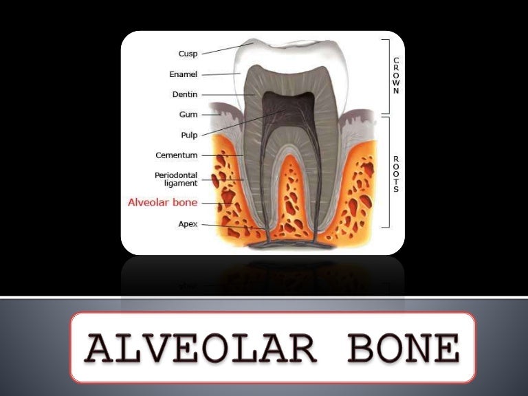 Alveolar bone