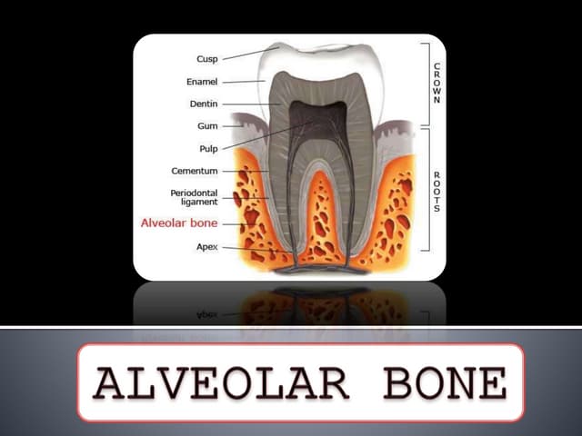 Handout of Alveolar bone Histology | PDF