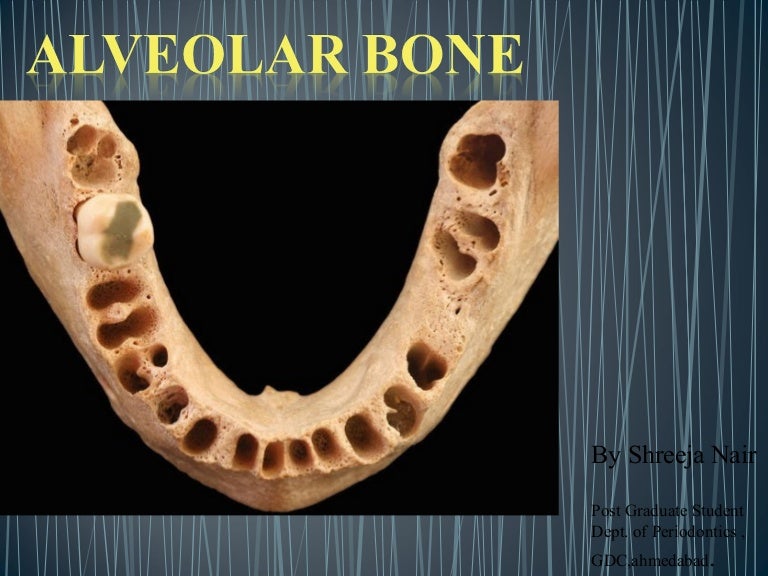 Alveolar bone in health seminar