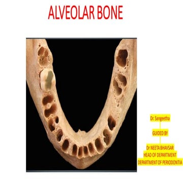 Alveolarbone 