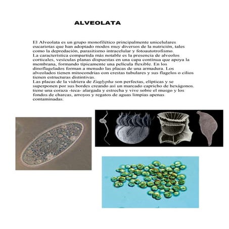 Alveolata | DOC