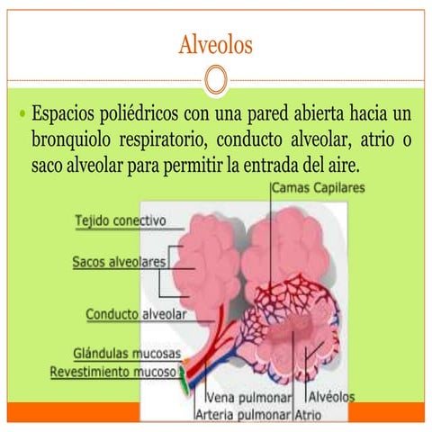 Alveolos Pulmonares - Histología de Lesson