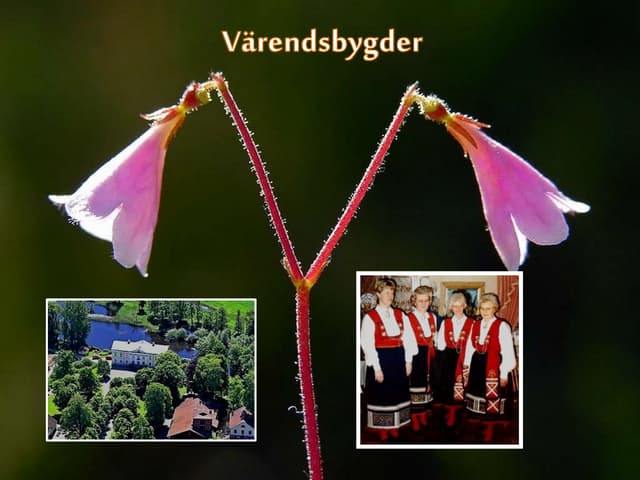 Värendsbygden bilder gamla bilder
