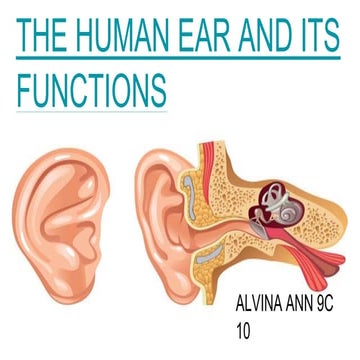  human ear and its function ppt 