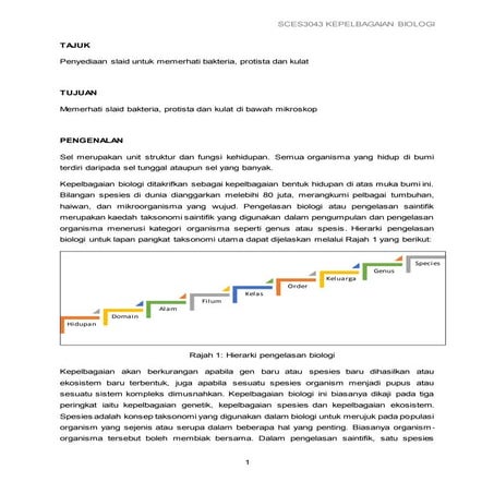 Penyediaan slaid bakteria, protista dan kulat