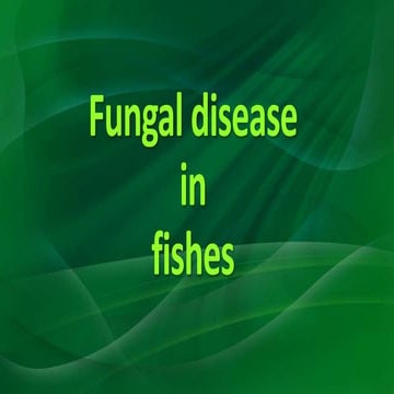  fungal  disease  in fishes