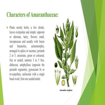 Amaranthaceae