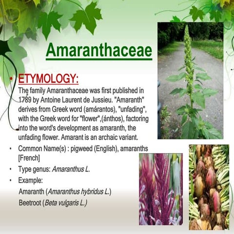 Amaranthaceae.pptx