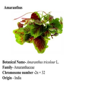 cultivation of amaranthus