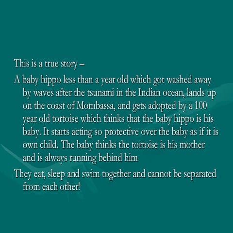 Amazing Animal Friendship