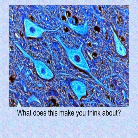 Your amazing brain assembly