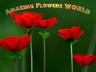 Amazing flowers