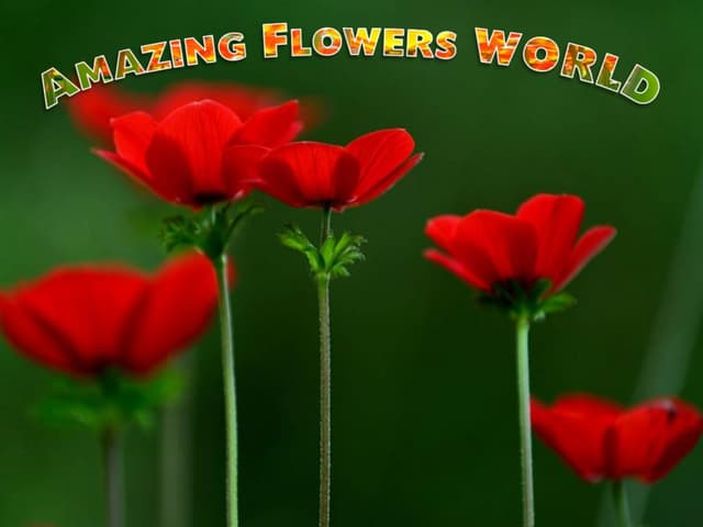 Amazing flowers