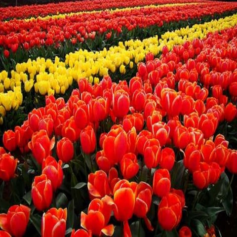 Amazing Tulip Farms